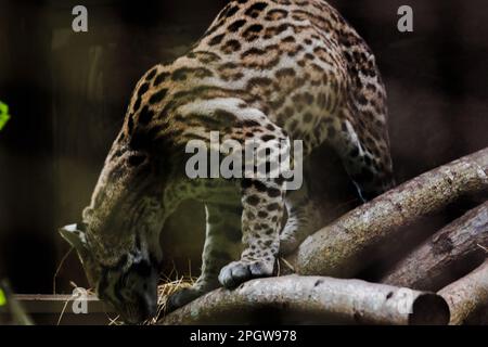 Ocelot auf einem im Zoo ausgestellten Zweig die Haare auf dem Bauch sind weiß. Es gibt zwei schwarze Linien auf den Wangen und die Ohren sind schwarz. Stockfoto