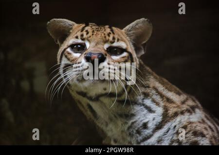 Ocelot auf einem im Zoo ausgestellten Zweig die Haare auf dem Bauch sind weiß. Es gibt zwei schwarze Linien auf den Wangen und die Ohren sind schwarz. Stockfoto