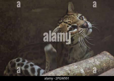 Ocelot auf einem im Zoo ausgestellten Zweig die Haare auf dem Bauch sind weiß. Es gibt zwei schwarze Linien auf den Wangen und die Ohren sind schwarz. Stockfoto