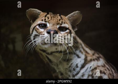 Ocelot auf einem im Zoo ausgestellten Zweig die Haare auf dem Bauch sind weiß. Es gibt zwei schwarze Linien auf den Wangen und die Ohren sind schwarz. Stockfoto