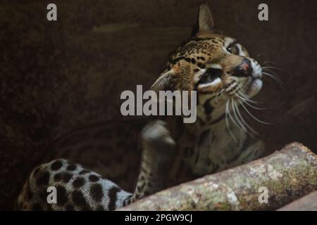 Ocelot auf einem im Zoo ausgestellten Zweig die Haare auf dem Bauch sind weiß. Es gibt zwei schwarze Linien auf den Wangen und die Ohren sind schwarz. Stockfoto