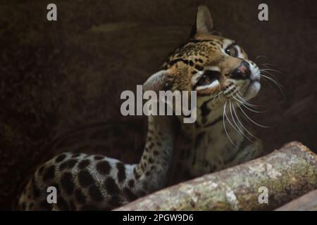 Ocelot auf einem im Zoo ausgestellten Zweig die Haare auf dem Bauch sind weiß. Es gibt zwei schwarze Linien auf den Wangen und die Ohren sind schwarz. Stockfoto