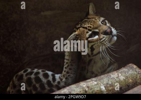 Ocelot auf einem im Zoo ausgestellten Zweig die Haare auf dem Bauch sind weiß. Es gibt zwei schwarze Linien auf den Wangen und die Ohren sind schwarz. Stockfoto