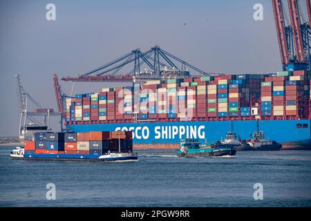 Hafenschlepper schieben den Containerfrachter COSCO Shipping Leo an seinen Liegeplatz in Hutchison Ports ECT Euromax, Yangtzekanaal auf Maasvlakte 2, Rotter Stockfoto