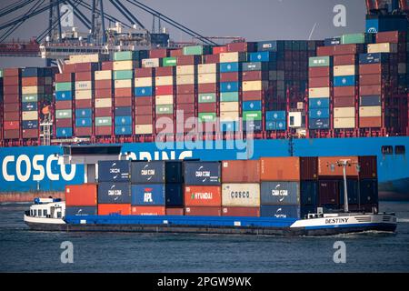 Hafenschlepper schieben den Containerfrachter COSCO Shipping Leo an seinen Liegeplatz in Hutchison Ports ECT Euromax, Yangtzekanaal auf Maasvlakte 2, Rotter Stockfoto