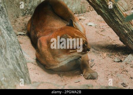 Asiatische goldene Katze liegt auf dem Boden, Temmincks Katze liegt auf dem Boden. Schlanke Figur, groß, langbeinige Hunde mit rötlich-braunem Fell. Die Oberseite von t Stockfoto