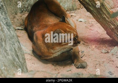 Asiatische goldene Katze liegt auf dem Boden, Temmincks Katze liegt auf dem Boden. Schlanke Figur, groß, langbeinige Hunde mit rötlich-braunem Fell. Die Oberseite von t Stockfoto
