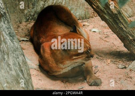 Asiatische goldene Katze liegt auf dem Boden, Temmincks Katze liegt auf dem Boden. Schlanke Figur, groß, langbeinige Hunde mit rötlich-braunem Fell. Die Oberseite von t Stockfoto