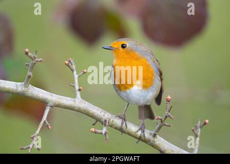 Nahaufnahme eines wilden Rotbrust-Vogels (Erithacus rubecula), der im Frühjahr isoliert auf einem Baumzweig thront. Stockfoto