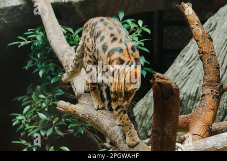 Ocelot läuft auf einem Ast. Nehmen Sie einen kurzen, dicken, weichen Mantel. Das Bauch ist weiß. Es gibt zwei schwarze Linien auf den Wangen, die Ohren sind schwarz, das M Stockfoto