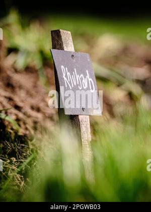 Anbau von Gemüse und Kräutern – Etiketten in Kreide auf schwarzen Etiketten für Rhabarber in einem britischen Zuteilungsgarten. Stockfoto