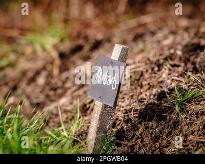 Anbau von Gemüse und Kräutern – Etiketten in Kreide auf schwarzen Etiketten für Rhabarber in einem britischen Zuteilungsgarten. Stockfoto