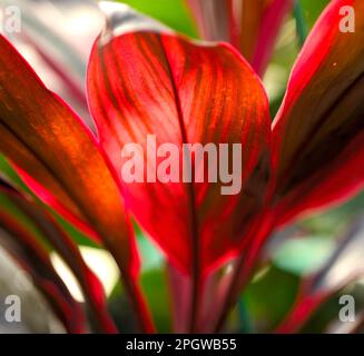 Bild der hinterleuchteten roten Blätter einer Ti-Pflanze (Cordyline fruticosa) Stockfoto