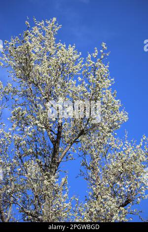 Blühende Steinbirne im Frühling Stockfoto