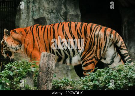 Ein Tiger, der in einem Ausstellungsbereich des Zoos spaziert, der Tiger gilt als Raubtier im Ökosystem der Tiere. Stockfoto