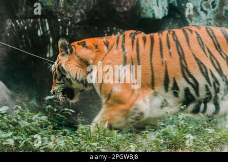 Ein Tiger, der in einem Ausstellungsbereich des Zoos spaziert, der Tiger gilt als Raubtier im Ökosystem der Tiere. Stockfoto