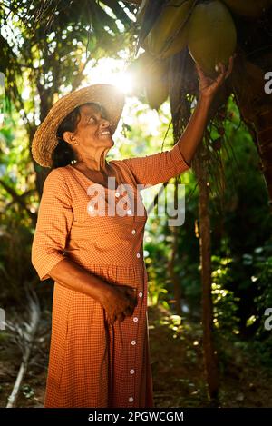 Ältere indische Farmerin mit einer großen Kokosnuss, die an einer Kokosnusspalme hängt und glücklich lächelt. Alte Sri-lankische fröhliche Frau auf ihrer Kokosnussfarm Stockfoto