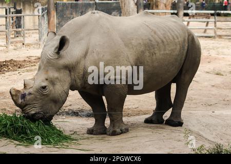 Weiße Nashörner im Zoo fressen Gras. Weiße Nashörner sind die weltweit größte Art von Nashörnern. Stockfoto