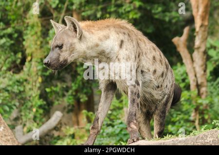 Ich habe Hyaena gesehen. Hyänen sind die größte Art von Hyänen. Polka