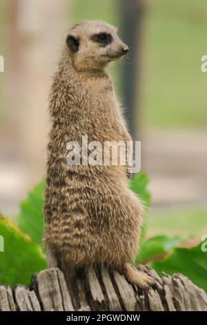 Der schlanke Meerkat lag auf dem sandigen Boden. Um zu untersuchen und zu riechen, mochte Meerkat es nicht, stationär zu sein. Er steht gern aufrecht Stockfoto