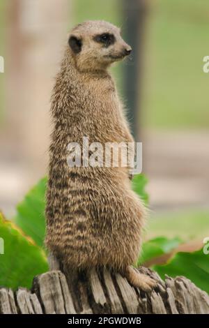 Der schlanke Meerkat stand auf einem Balken. Um zu untersuchen und zu riechen, mochte es Meerkat nicht, stationär zu sein. Er steht gern aufrecht Stockfoto