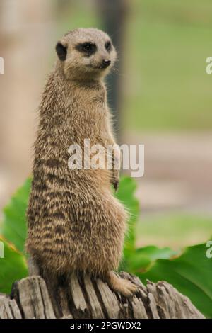 Der schlanke Meerkat stand auf einem Balken. Um zu untersuchen und zu riechen, mochte es Meerkat nicht, stationär zu sein. Er steht gern aufrecht Stockfoto