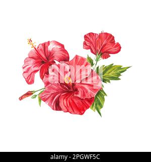 Eine rote Hibiskusblüte auf weißem Hintergrund. Aquarell tropische Blume realistisches buntes Bouquet mit Hibiskus. Botanik. Exotisch tropisch Stockfoto