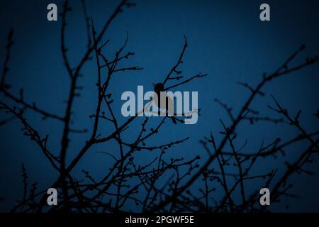 Blackbird singt am Abend (Turdus merula) Stockfoto
