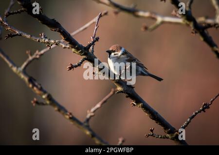 Baum-Spatz (Passer Montanus) Stockfoto