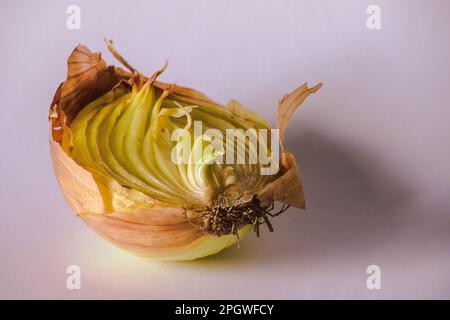 Zwiebelhälften auf einem Stück Holz, Zwiebelfäule, Zwiebeln wachsen. Stockfoto