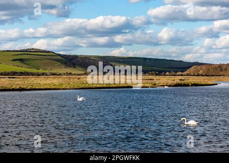 Schwäne schwimmen im Cuckmere River an einem sonnigen Tag im März Stockfoto