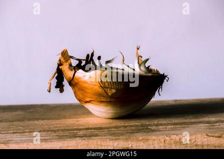 Zwiebelhälften auf einem Stück Holz, Zwiebelfäule, Zwiebeln wachsen. Stockfoto