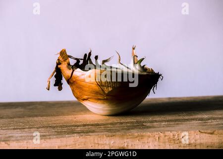 Zwiebelhälften auf einem Stück Holz, Zwiebelfäule, Zwiebeln wachsen. Stockfoto