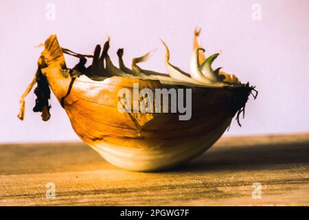 Zwiebelhälften auf einem Stück Holz, Zwiebelfäule, Zwiebeln wachsen. Stockfoto