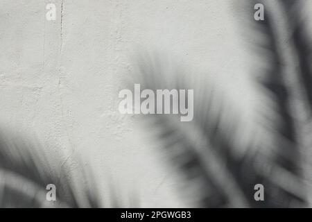 Natürlicher Tageslicht-Schatten aus Palmenblättern auf weißem Hintergrund. Abstrakter Hintergrund der Mittelmeerregion Stockfoto