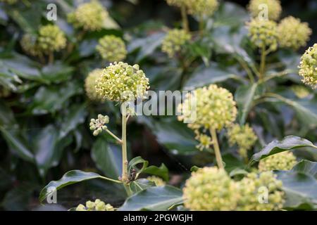 EFEU, Blüten, blühend, Hedera helix, Ivy, Gemeine Efeu, englische Efeu, Blume, Blüte, Blüte, Blüten, Blüten, Lierre Grimpant Stockfoto