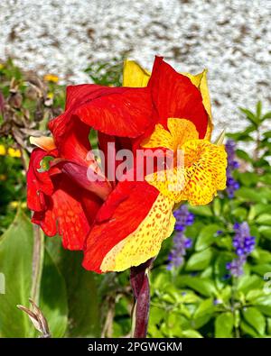 Eine Nahaufnahme einer hellen Canna-Lilie im Garten. Stockfoto