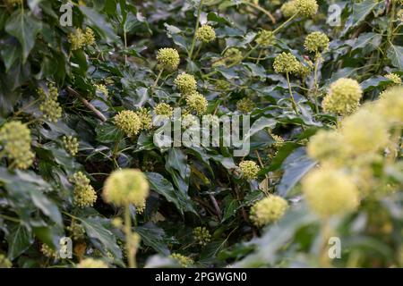 EFEU, Blten, blhend, Hedera helix, Ivy, Gemeine Efeu, englische Efeu,  Blume, Blte, Blte, Blten, Blten, Lierre Grimpant Stockfotografie - Alamy
