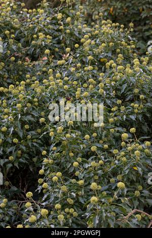 EFEU, Blüten, blühend, Hedera helix, Ivy, Gemeine Efeu, englische Efeu, Blume, Blüte, Blüte, Blüten, Blüten, Lierre Grimpant Stockfoto