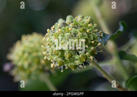 EFEU, Blüten, blühend, Hedera helix, Ivy, Gemeine Efeu, englische Efeu, Blume, Blüte, Blüte, Blüten, Blüten, Lierre Grimpant Stockfoto