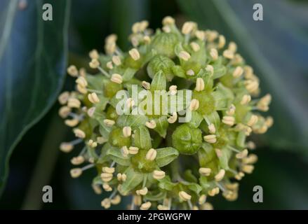 EFEU, Blüten, blühend, Hedera helix, Ivy, Gemeine Efeu, englische Efeu, Blume, Blüte, Blüte, Blüten, Blüten, Lierre Grimpant Stockfoto