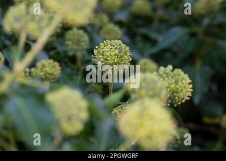 EFEU, Blüten, blühend, Hedera helix, Ivy, Gemeine Efeu, englische Efeu, Blume, Blüte, Blüte, Blüten, Blüten, Lierre Grimpant Stockfoto