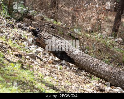 Verbrannte Holzstruktur, ein Stück Kiefer, das sich nach einem gefährlichen Waldbrand in Schwarzkohle verwandelte Stockfoto