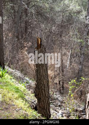 Verbrannte Holzstruktur, ein Stück Kiefer, das sich nach einem gefährlichen Waldbrand in Schwarzkohle verwandelte Stockfoto