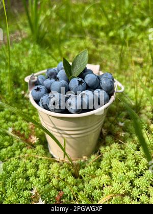 Heidelbeeren im kleinen Eimer Stockfoto