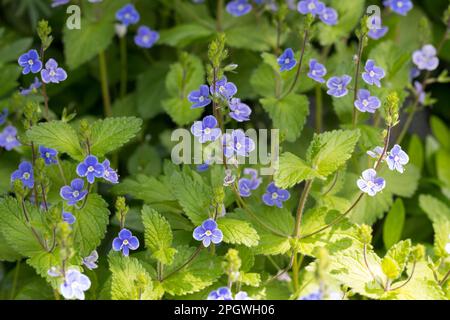 Gamander-Ehrenpreis, Gamanderehrenpreis, Ehrenpreis, Veronica chamaedrys, germander Speedwell, Vogelauge, Speedwell, Vogelauge, Katzenauge Stockfoto