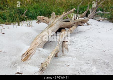 Tote Bäume/Treibholz, das am Sandstrand entlang der Ostsee im Lagunengebiet von Westpommern NP, Mecklenburg-Vorpommern, Deutschland, an Land gewaschen wurde Stockfoto