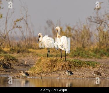 Ein Paar Löffel, die in einem See ruhten Stockfoto