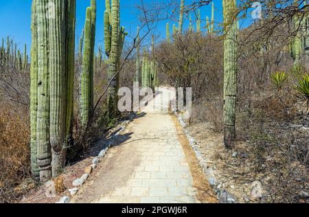 Wanderweg mit Columnar-Kaktus im botanischen Garten Helia Bravo Hollis, Tehuacan Cuicatlan Biosphärenreservat, Puebla, Mexiko. Stockfoto