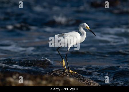 Ein Great White Egret Profile steht an der Küste Stockfoto